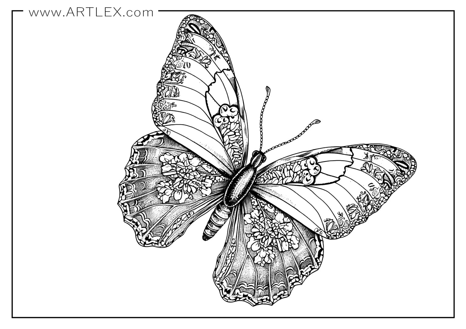 Beste Schmetterlings Malvorlagen Kostenlos Druckbar Artlex