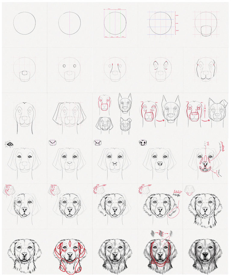 How to Draw a Dog Face – A Step-by-Step Tutorial - Artlex