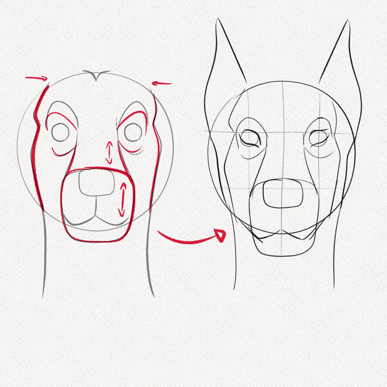 dog-face-drawing-step-by-step-at-paintingvalley-explore