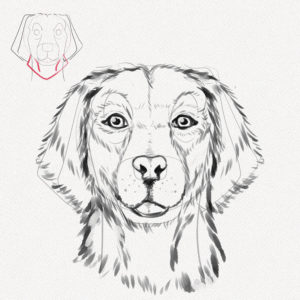 How to Draw a Dog Face – A Step-by-Step Tutorial - Artlex