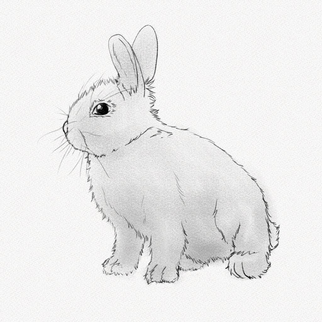 How To Draw A Realistic Rabbit