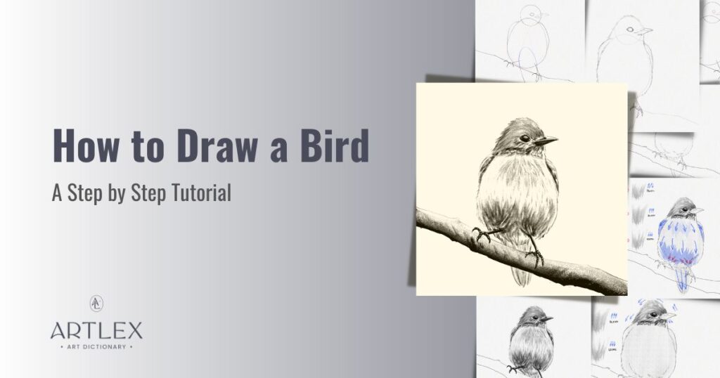 How To Draw A Bird – A Step-by-Step Tutorial - Artlex