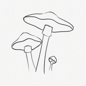 How to Draw A Mushroom – Step-by-Step Art Tutorial - Artlex