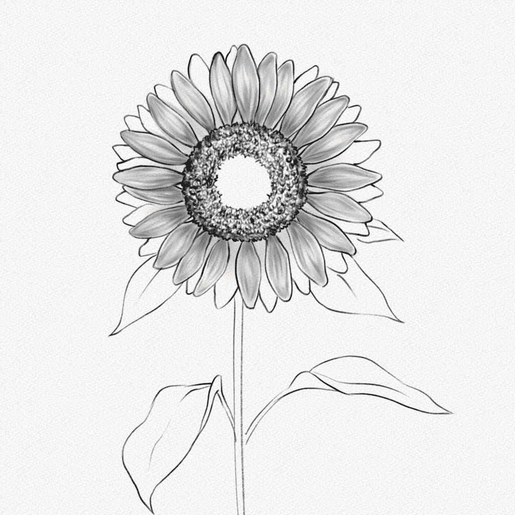 How To Draw A Sunflower – A Step-by-Step Tutorial - Artlex